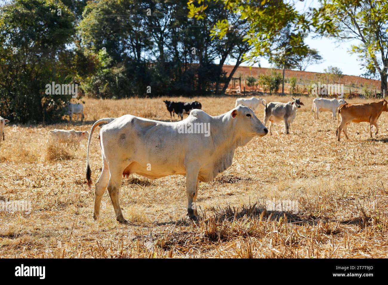 vaches et taureaux dans le troupeau sur le champ d'herbe sèche. la vache regarde hors du tableau. troupeau de bovins Banque D'Images