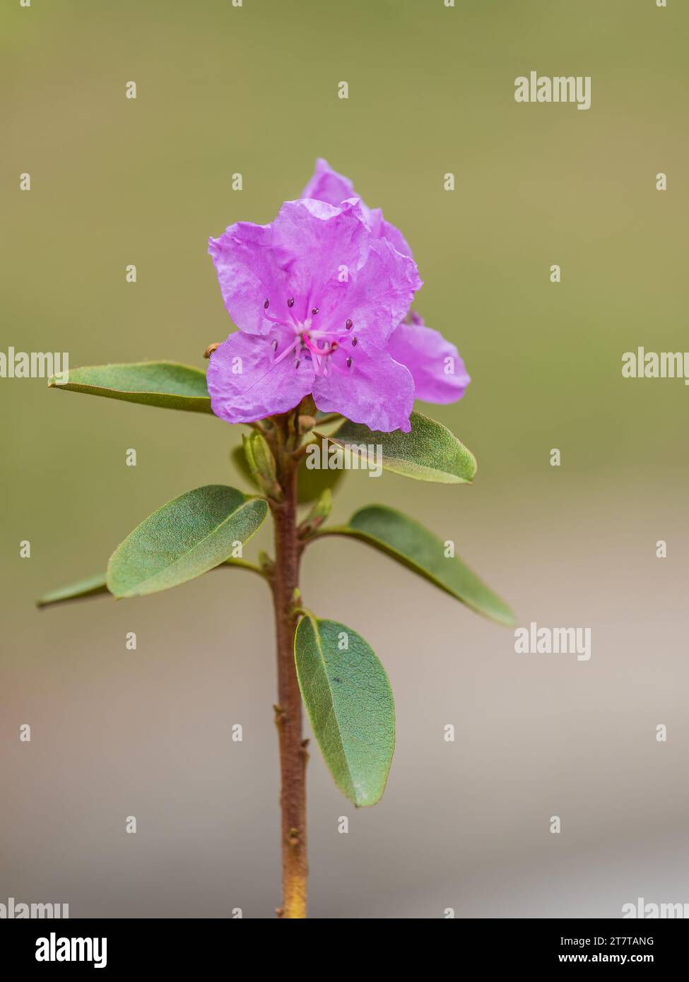 Fleurs roses de l'espace de copie de rhododendron sibérien. Rhododendron dauricum. Floraison printanière du rhododendron de l'Altaï. Plan rapproché de Rhododendron dauricu Banque D'Images