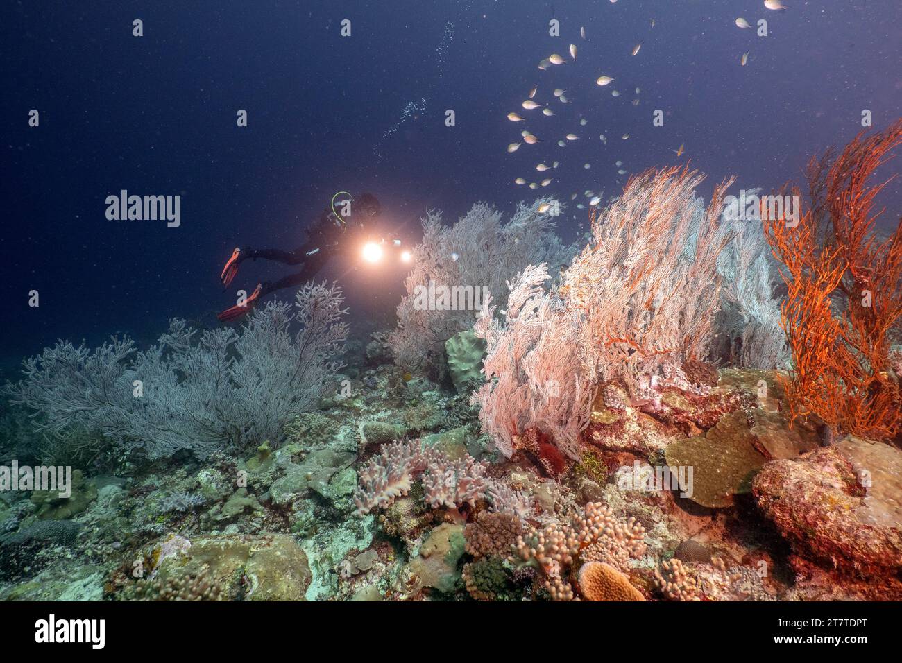 Vie marine de l'océan Indien Banque D'Images