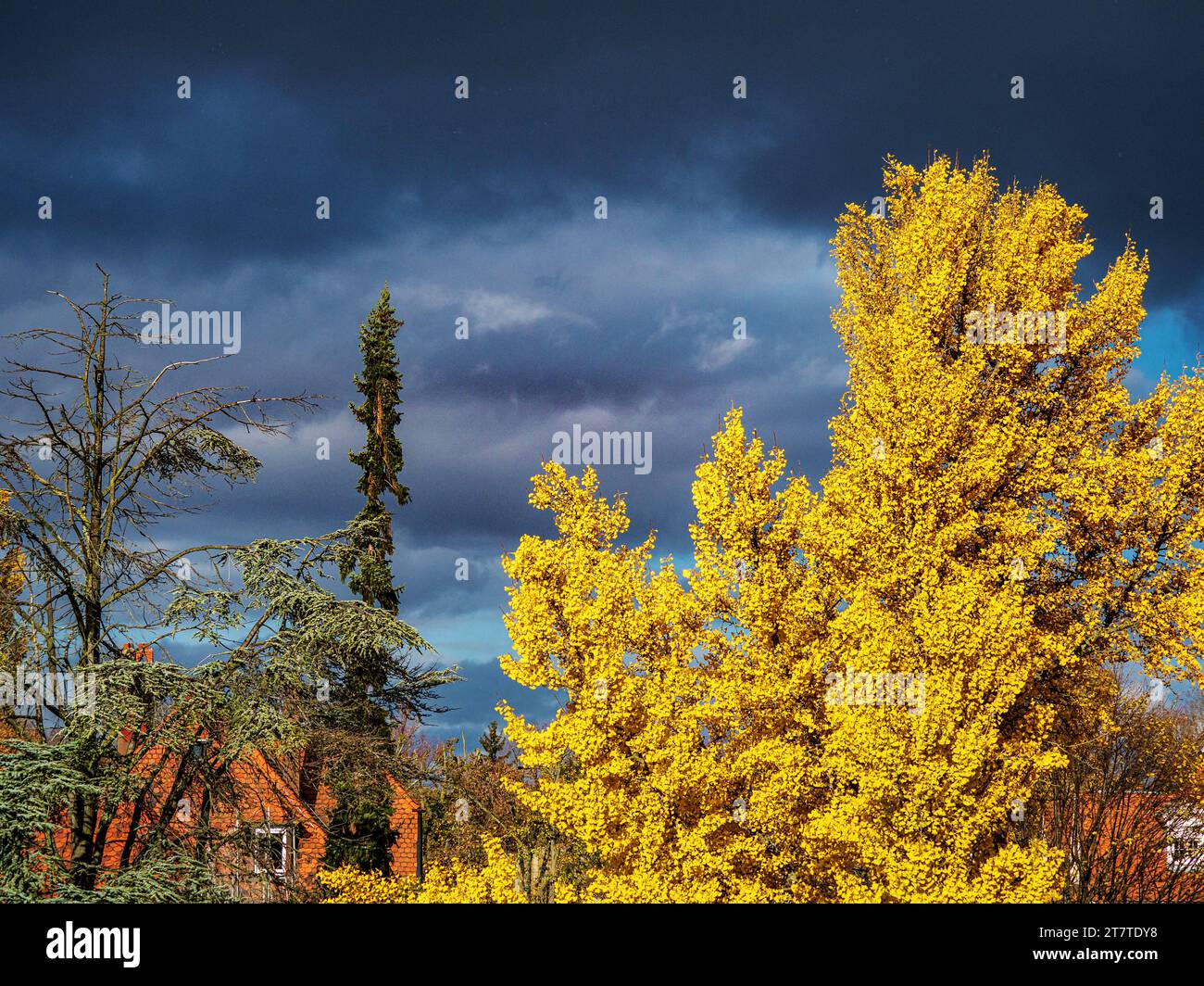 Arbre de gingos en automne au soleil pendant un orage. Feuilles des canaries jaune vif. Banque D'Images