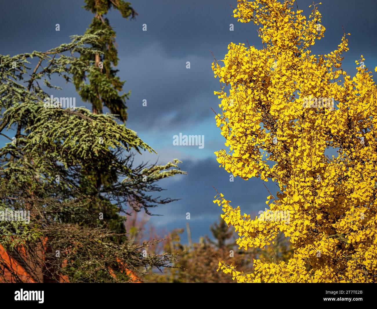 Arbre de gingos en automne au soleil pendant un orage. Feuilles des canaries jaune vif. Banque D'Images