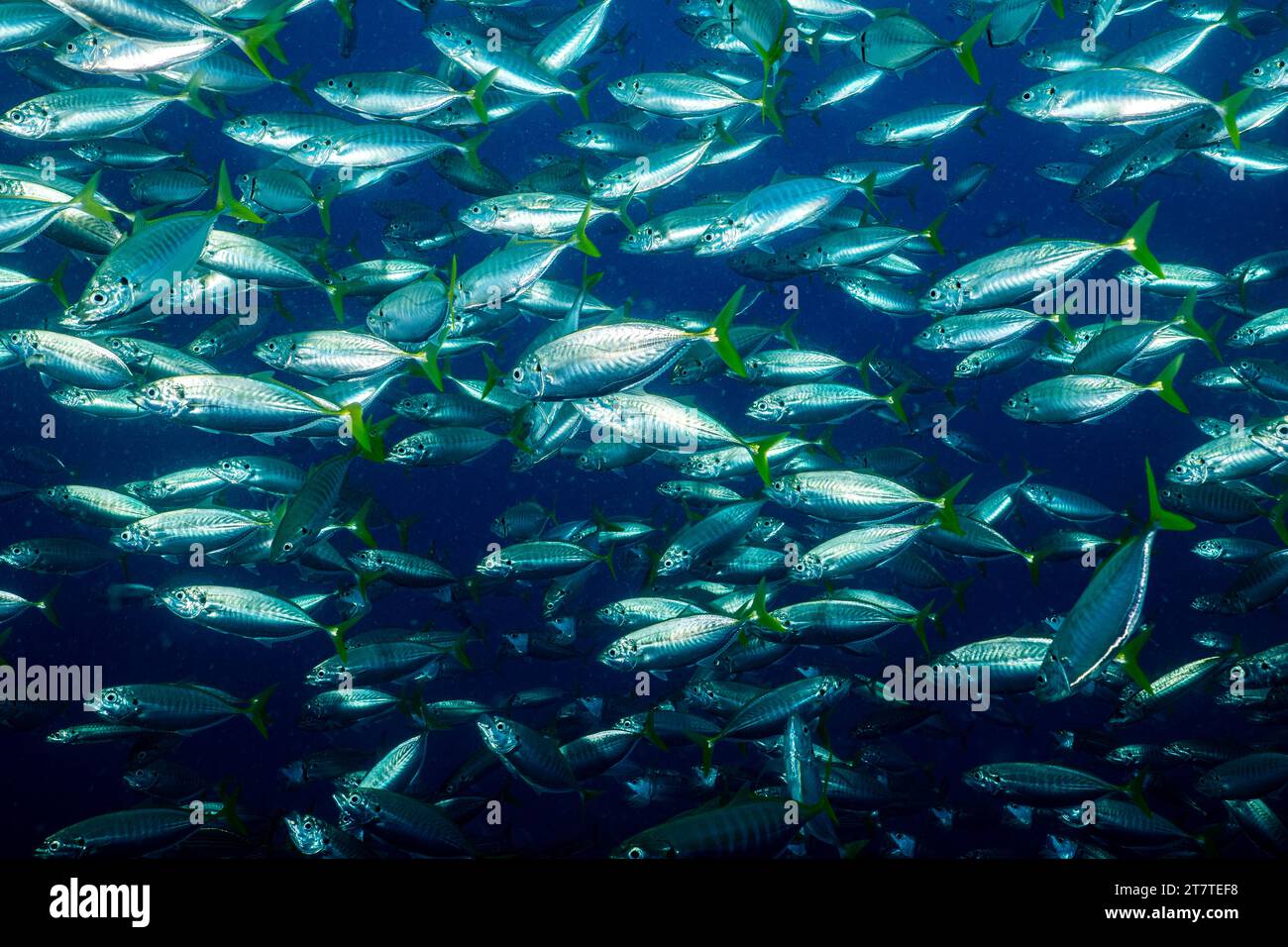 Vie marine de l'océan Indien Banque D'Images