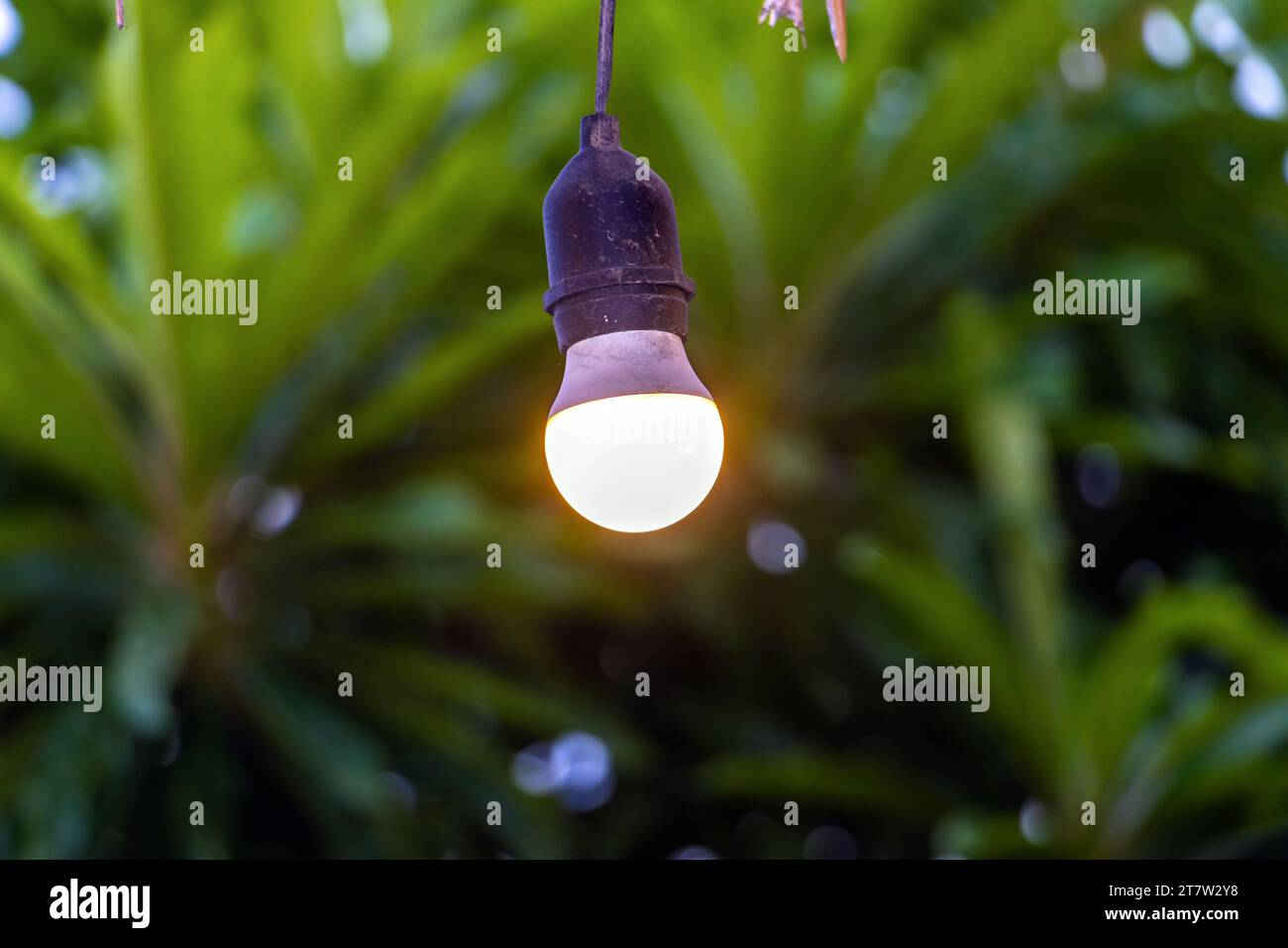 Une ampoule incandescente pend sur un câble devant une plante tropicale, la Thaïlande Banque D'Images