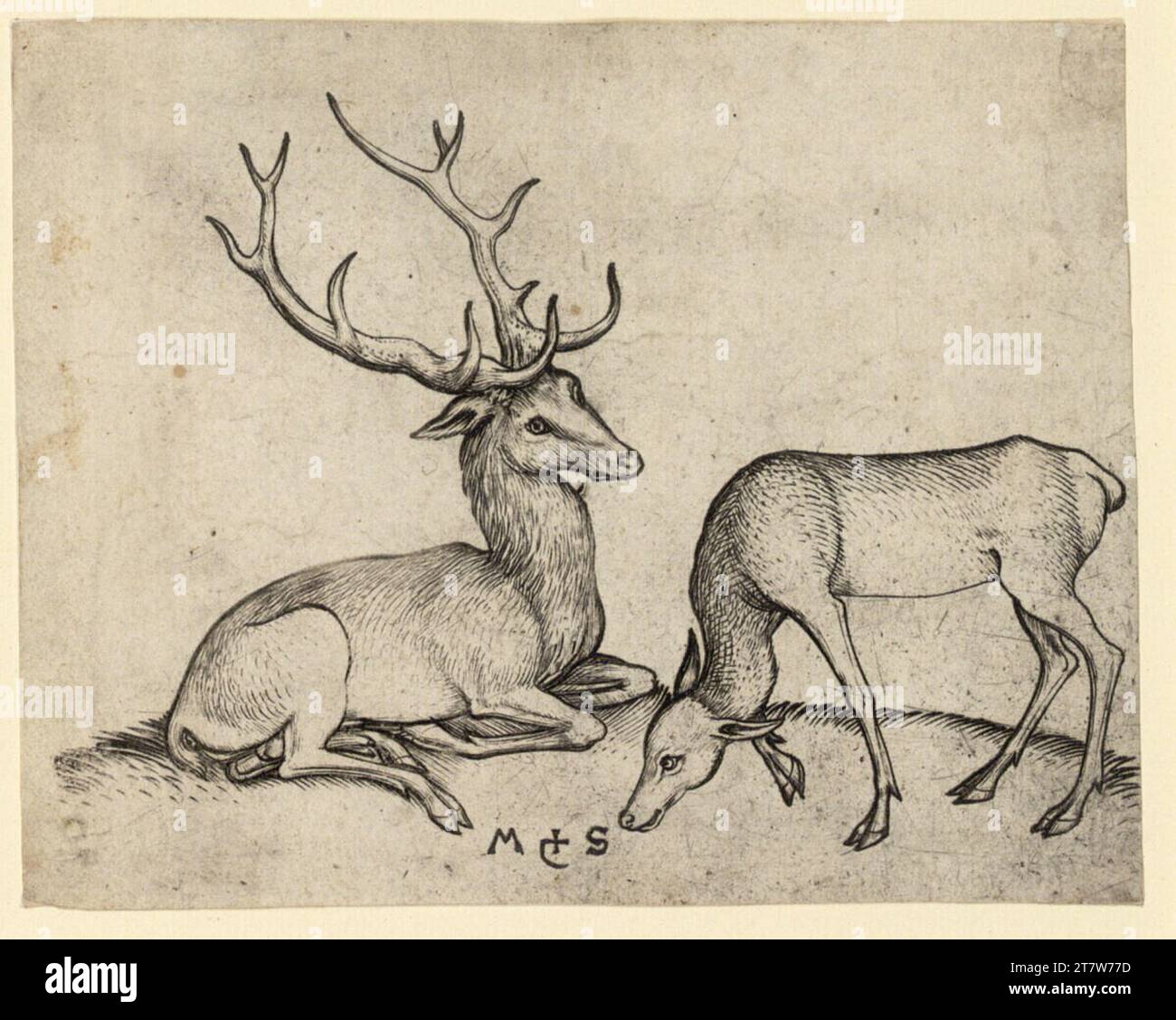 Martin Schongauer Hirsch et la vache de cerf. Gravure sur cuivre letztes Drittel des 15. Centurys Banque D'Images