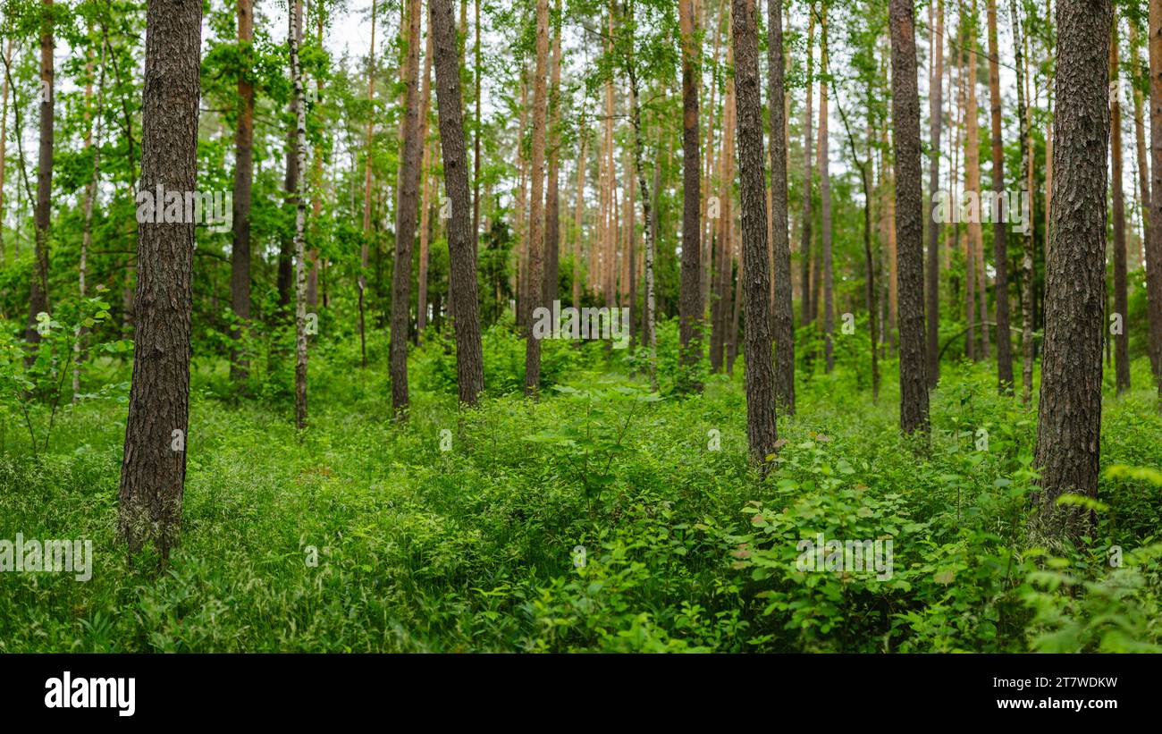 Panorama forestier vert avec un premier plan net sur les côtés et un arrière-plan légèrement flou au milieu Banque D'Images
