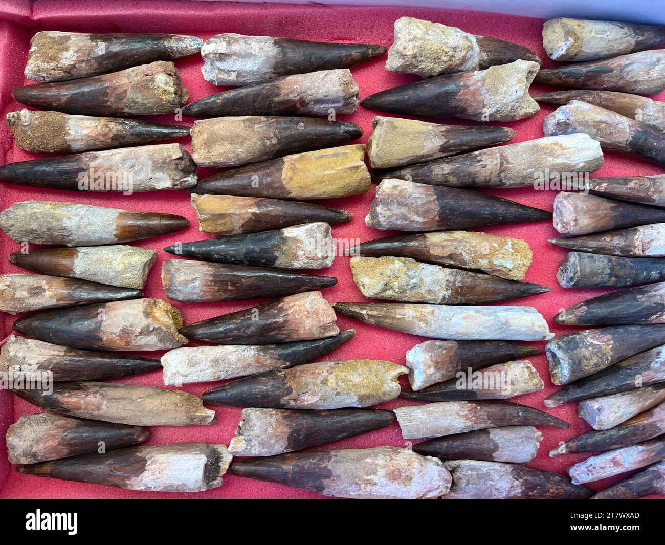 Dents de Spinosaurus du Maroc, Tucson Gem & Mineral Show, Arizona Banque D'Images