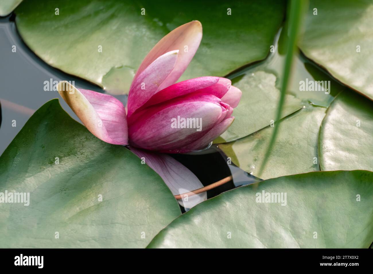 Fleur de lilly d'eau vibrante rose floraison. Lotus avec des feuilles vertes sur l'étang gros plan Banque D'Images