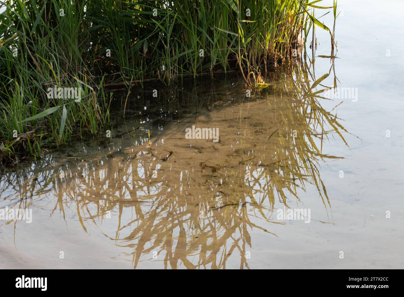 Herbe de roseaux verts poussant sur la rivière avec réflexion sur l'eau. Verdure estivale sur la rive sablonneuse du lac gros plan Banque D'Images