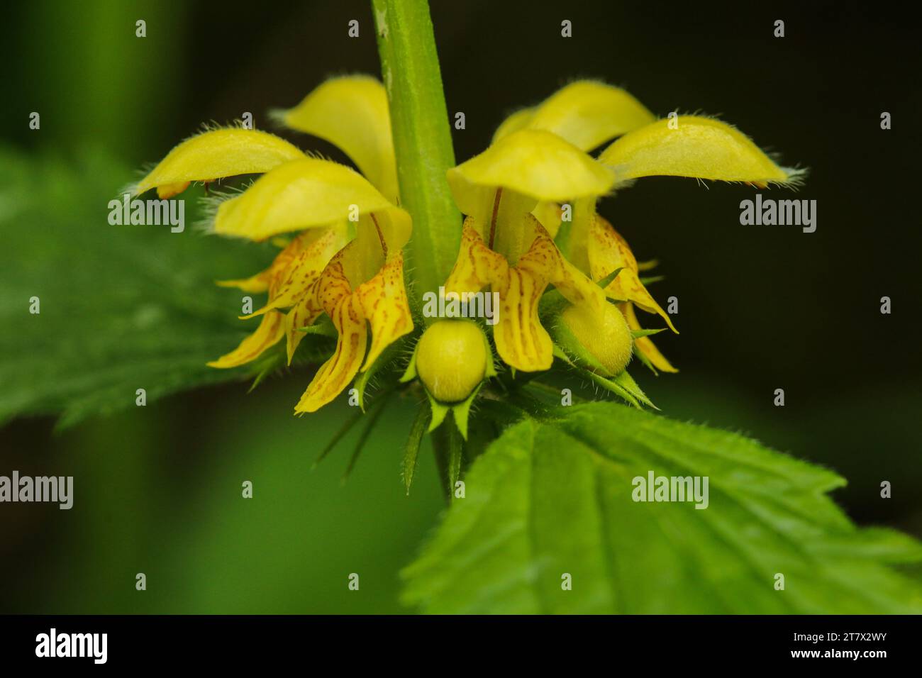 Archange jaune (Lamium galeobdolon), ortie dorée morte, fleur sauvage printanière Banque D'Images