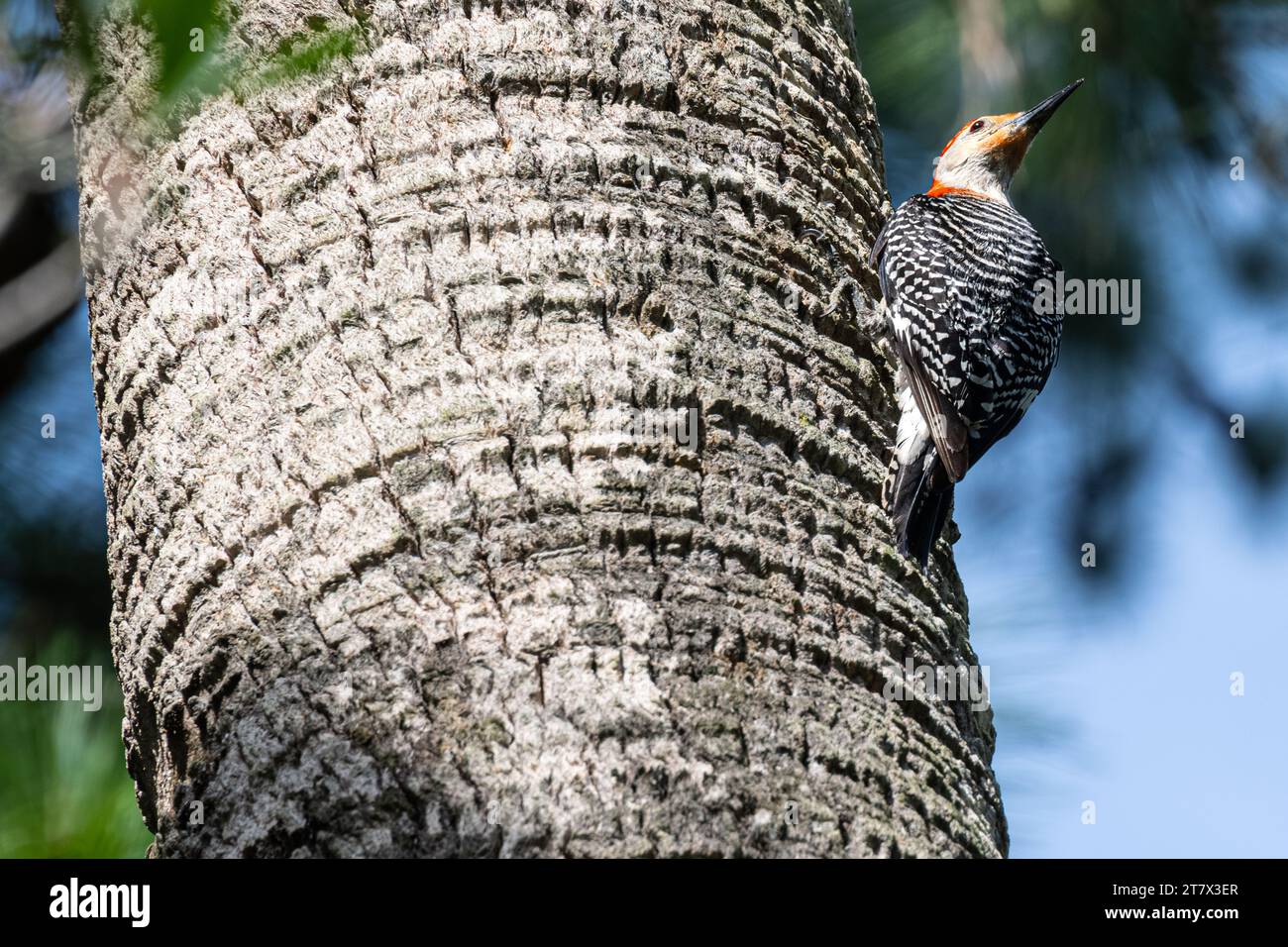 Pic à ventre rouge (Melanerpes carolinus) sur un palmier à Ponte Vedra Beach, Floride. (ÉTATS-UNIS) Banque D'Images