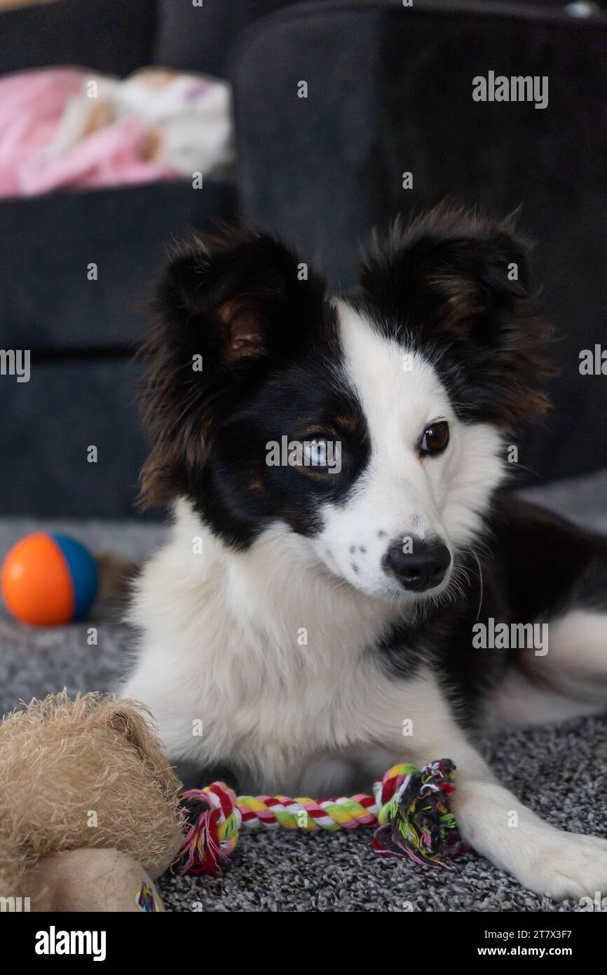 Chien berger australien Portrait jouets corde gros plan à la recherche Banque D'Images