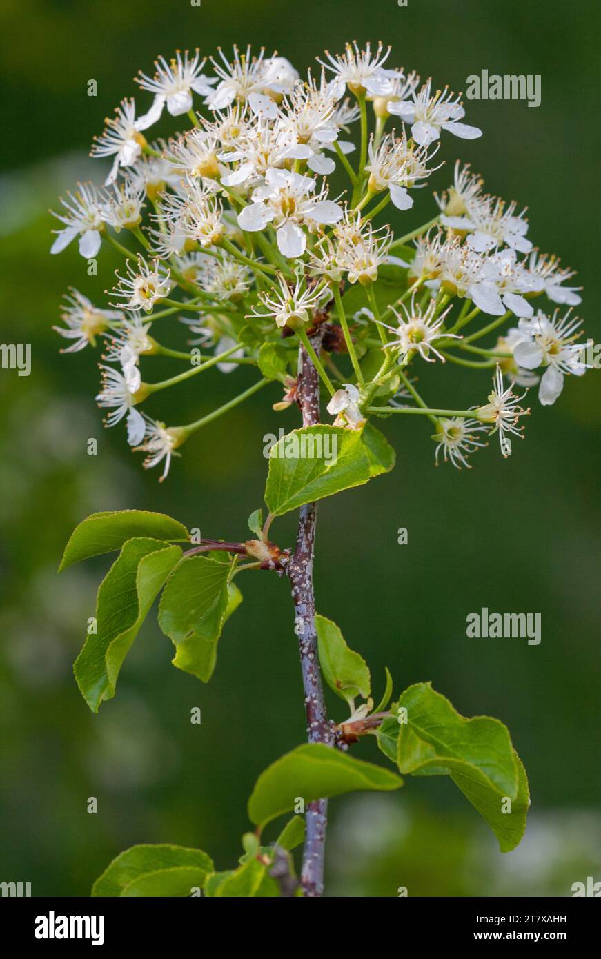 Cerise Mahaleb (Prunus mahaleb), cerise parfumée, cerise St Lucie en pleine floraison Banque D'Images