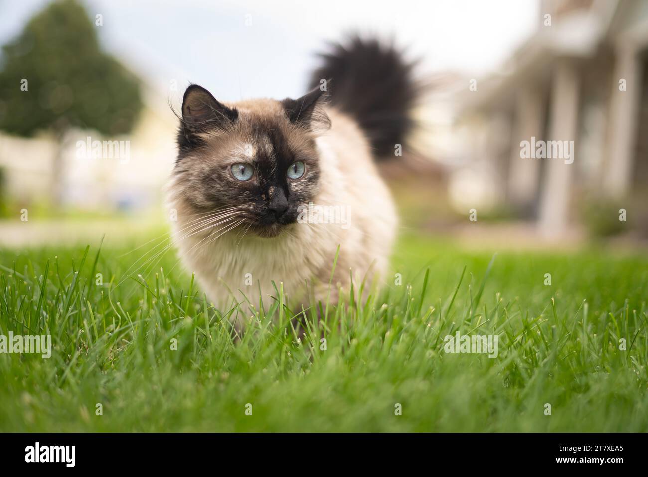 Big Ice Blue Eyed Siamese Ragdoll Cat dehors dans le front Yard à l'extérieur du complexe d'appartements Banque D'Images