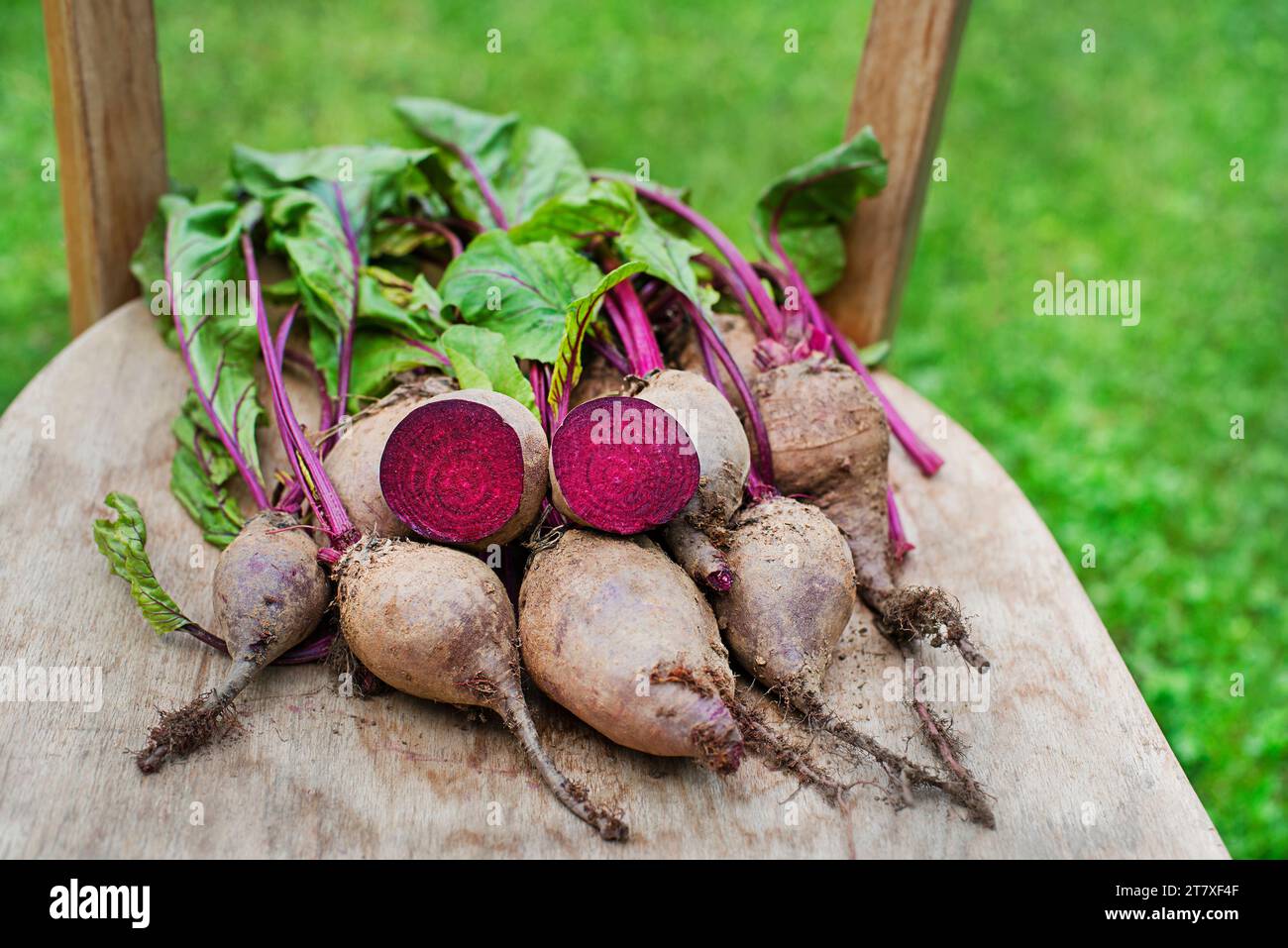 Bouquet de betteraves biologiques, fraîchement récoltées dans le jardin en gros plan. Récolte d'automne de légumes, agriculture Banque D'Images