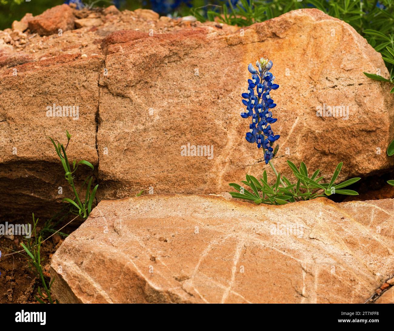 Bluebonnet du Texas (Lupinus texensis) qui pousse d'une crevasse rocheuse dans le Texas Hill Country. Banque D'Images