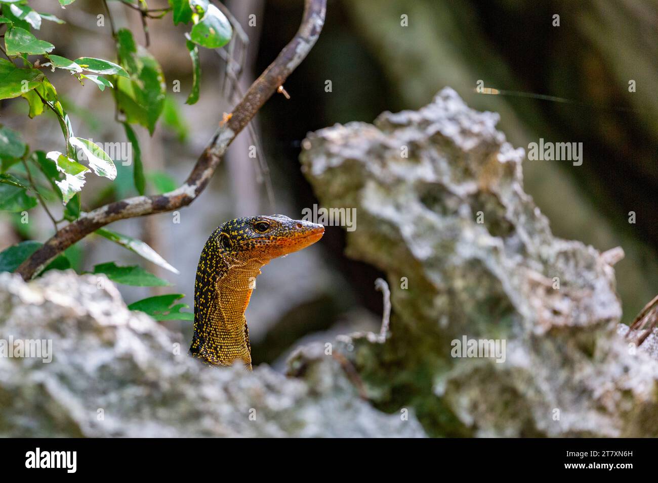 Un moniteur de mangrove adulte (Varanus indicus), à la recherche de nourriture dans la baie de Wayag, Raja Ampat, Indonésie, Asie du Sud-est, Asie Banque D'Images