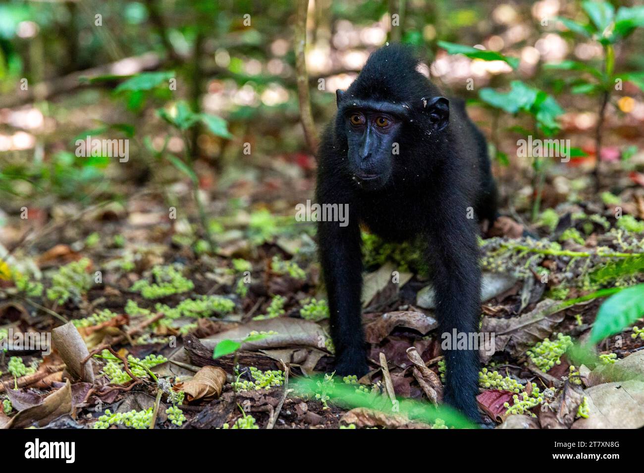 Jeune Célèbes macaque à crête (Macaca nigra), recherche de nourriture dans la réserve naturelle de Tangkoko Batuangus, Sulawesi, Indonésie, Asie du Sud-est, Asie Banque D'Images