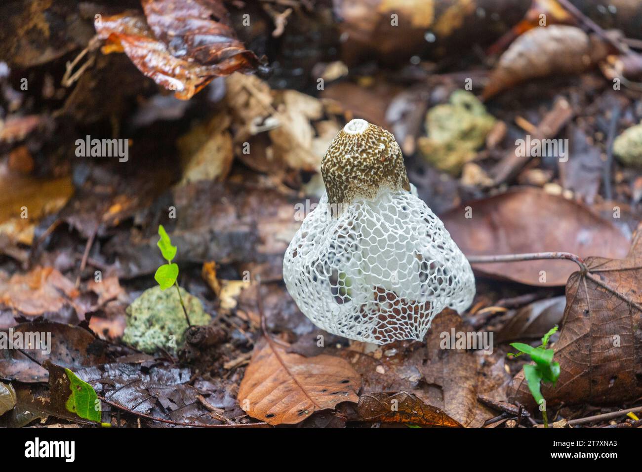 Jonc de voile de mariée (Phallus indusiatus), poussant sur l'île de Waigeo, Raja Ampat, Indonésie, Asie du Sud-est, Asie Banque D'Images