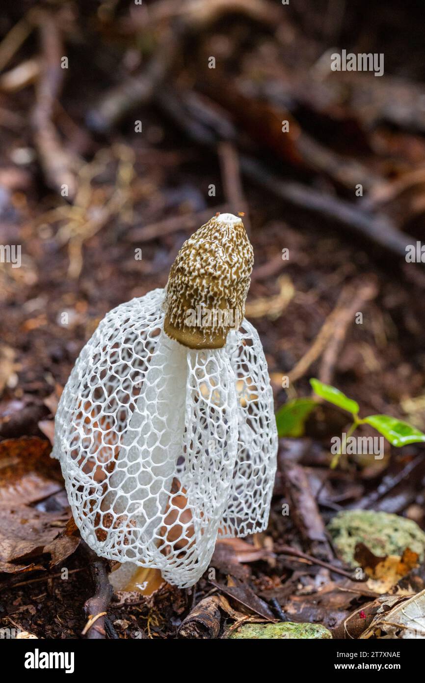 Jonc de voile de mariée (Phallus indusiatus), poussant sur l'île de Waigeo, Raja Ampat, Indonésie, Asie du Sud-est, Asie Banque D'Images