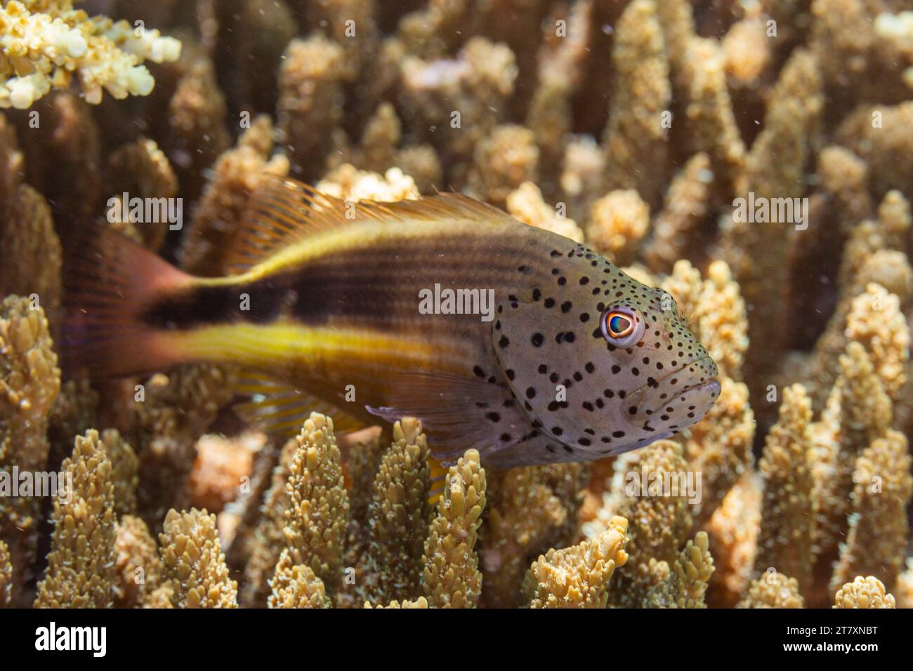 Un aubier à taches de rousseur adulte (Paracirrhites forsteri), au large de l'île Bangka, près de Manado, Sulawesi, Indonésie, Asie du Sud-est, Asie Banque D'Images