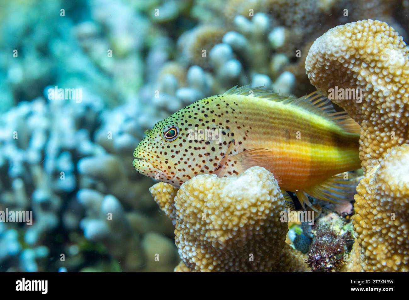 Un aubier à taches de rousseur adulte (Paracirrhites forsteri), au large de l'île Bangka, près de Manado, Sulawesi, Indonésie, Asie du Sud-est, Asie Banque D'Images