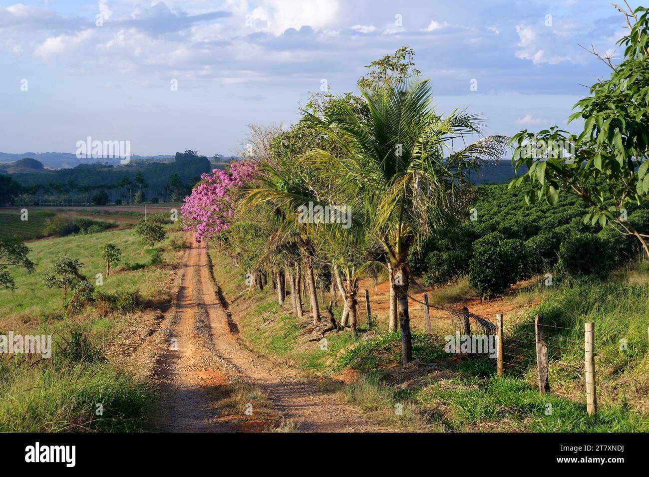 Route de sol rouge, paysage de Serra da Canastra, état de Minas Gerais, Brésil, Amérique du Sud Banque D'Images