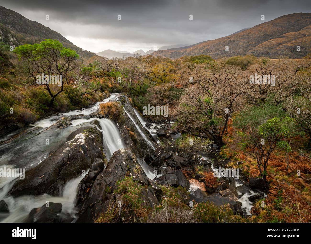 Cascade et forêt, parc national de Killarney, comté de Kerry, Munster, République d'Irlande (Eire), Europe Banque D'Images
