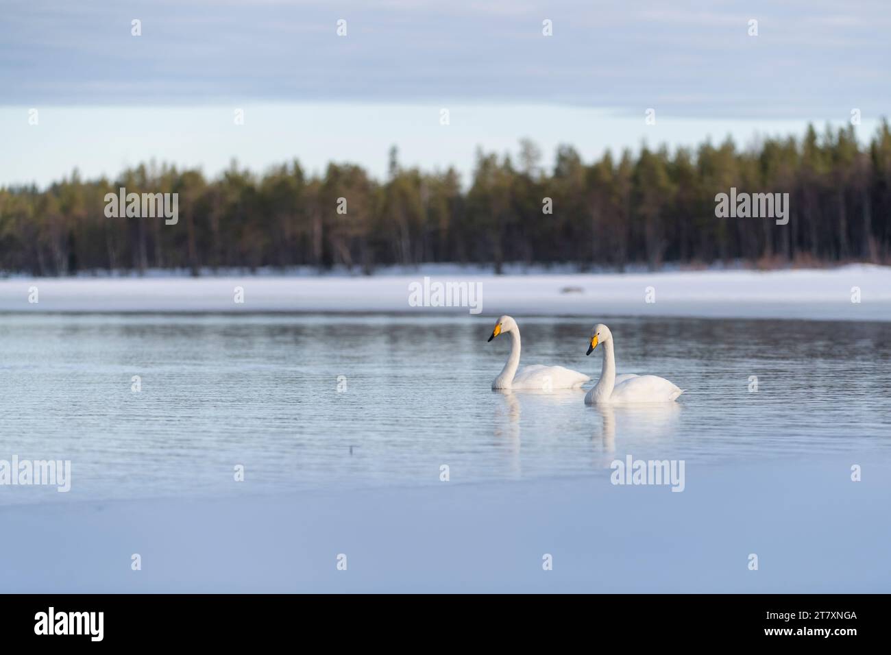 Cygne de Whooper (Cygnus cygnus) nageant dans le lac, Finlande, Europe Banque D'Images
