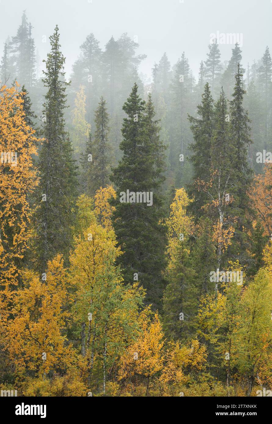 Bouleau argenté et pins dans la brume, forêt de taïga, couleur d'automne, Finlande, Europe Banque D'Images