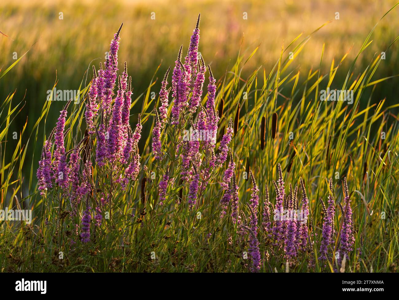 Pourpre loosestrife (Lythrum salicaria) dans la lumière du soleil du soir, réserve naturelle d'Elmley, île de Sheppey, Kent, Angleterre, Royaume-Uni, Europe Banque D'Images