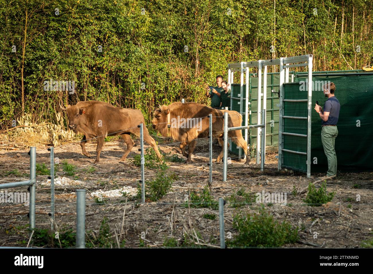 Bison européen (Bison bonasus), femelle (vache), en cours de libération dans les bois dans le cadre du projet Wilder Blean, Kent, Angleterre, Royaume-Uni, Europe Banque D'Images