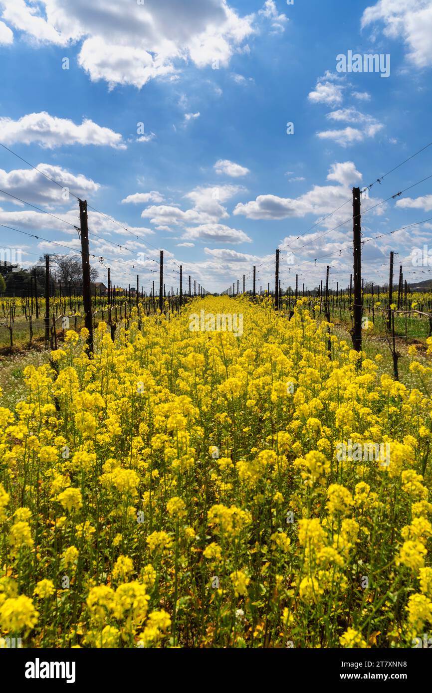 Paysage de la région Franciacorta dans la province de Brescia, Lombardie, Italie, Europe Banque D'Images