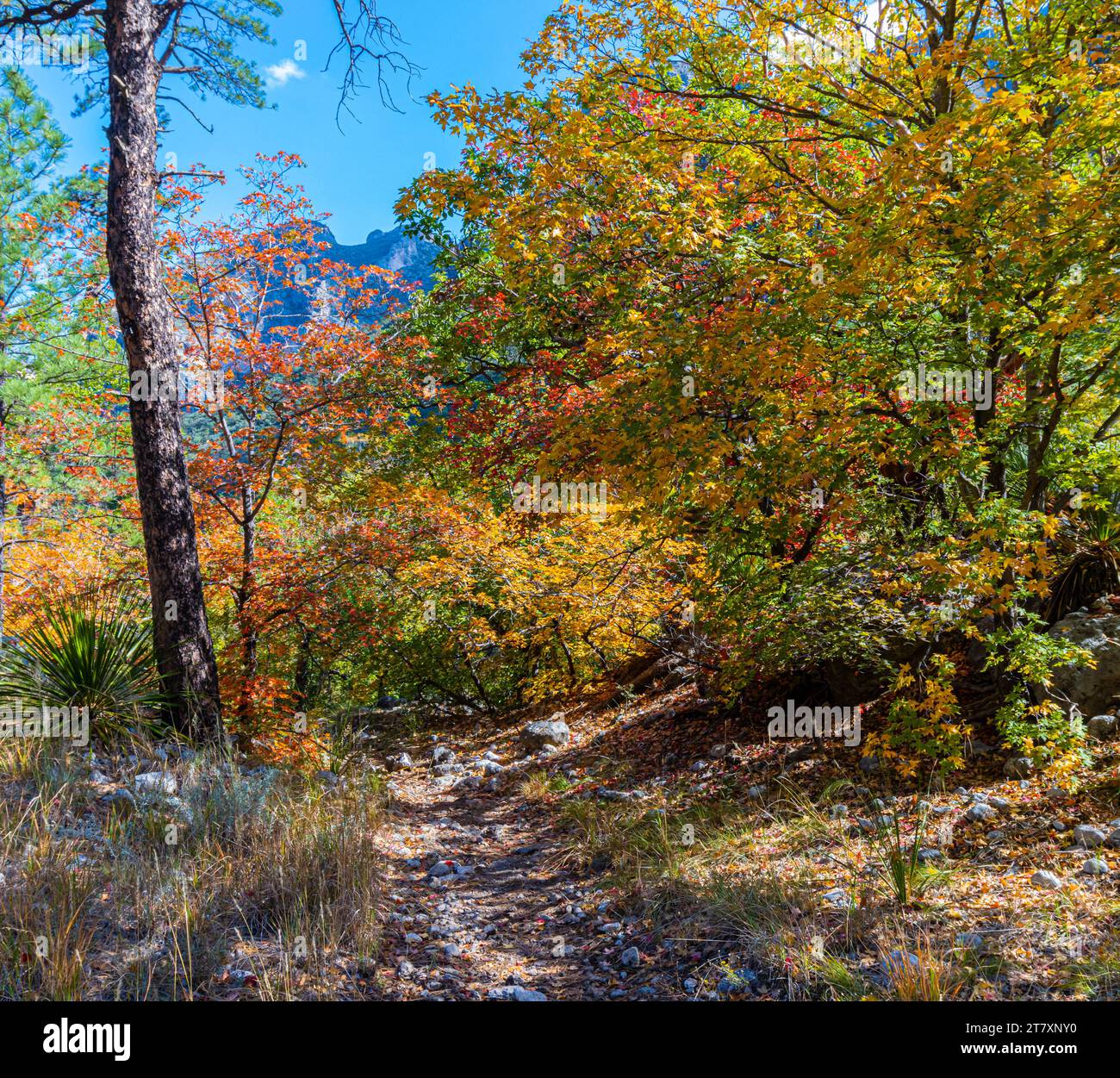 Couleur d'automne sur le sentier Notch, McKittrick Canyon, Guadalupe Mountains National Park, Texas, États-Unis Banque D'Images