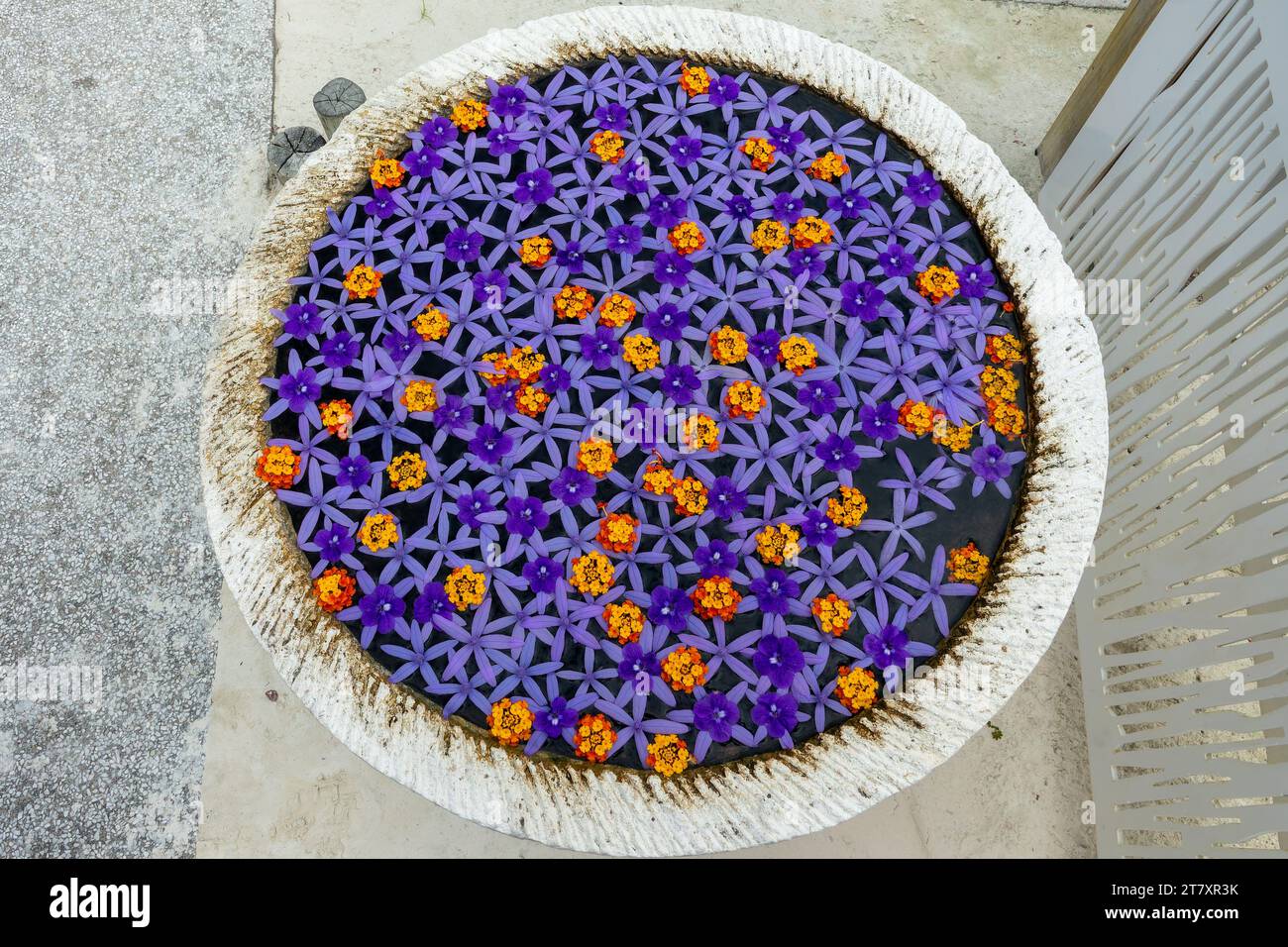 Vue de dessus d'un mandala de fleur avec des pétales violets et oranges flottant sur l'eau dans un vase, décor floral tropical, Seychelles Banque D'Images