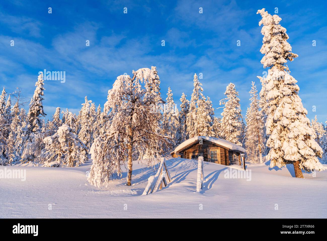Ciel bleu au-dessus d'un chalet isolé parmi la forêt boréale couverte de glace et de neige, Kangos, Norrbotten, Laponie suédoise, Suède, Scandinavie, Europe Banque D'Images