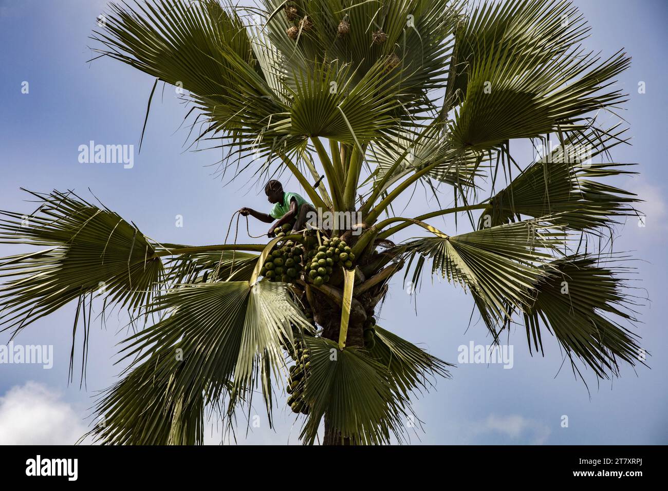 Homme en train de chercher des fruits dans un palmier palmyre à Thiaoune, Sénégal, Afrique de l'Ouest, Afrique Banque D'Images