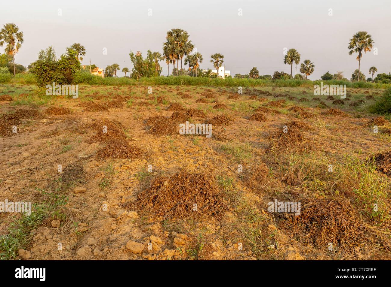 Récolte des plants d'arachide en dehors de Ndangane, Sénégal, Afrique de l'Ouest, Afrique Banque D'Images