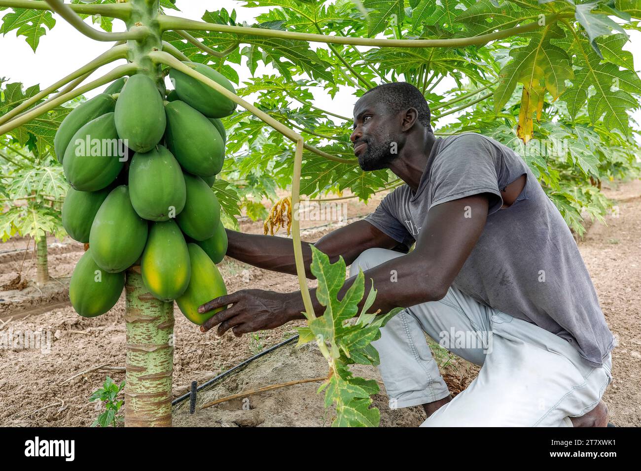 Agriculteur travaillant dans une plantation de papayes à Tawafall, Sénégal, Afrique de l'Ouest, Afrique Banque D'Images
