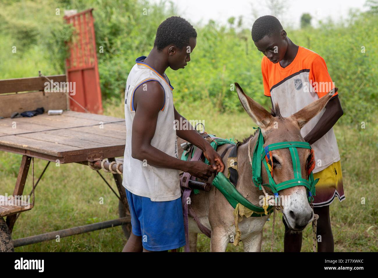 Jeune Sénégalais attachant un âne à une charrette en dehors de Fatick, Sénégal, Afrique de l'Ouest, Afrique Banque D'Images