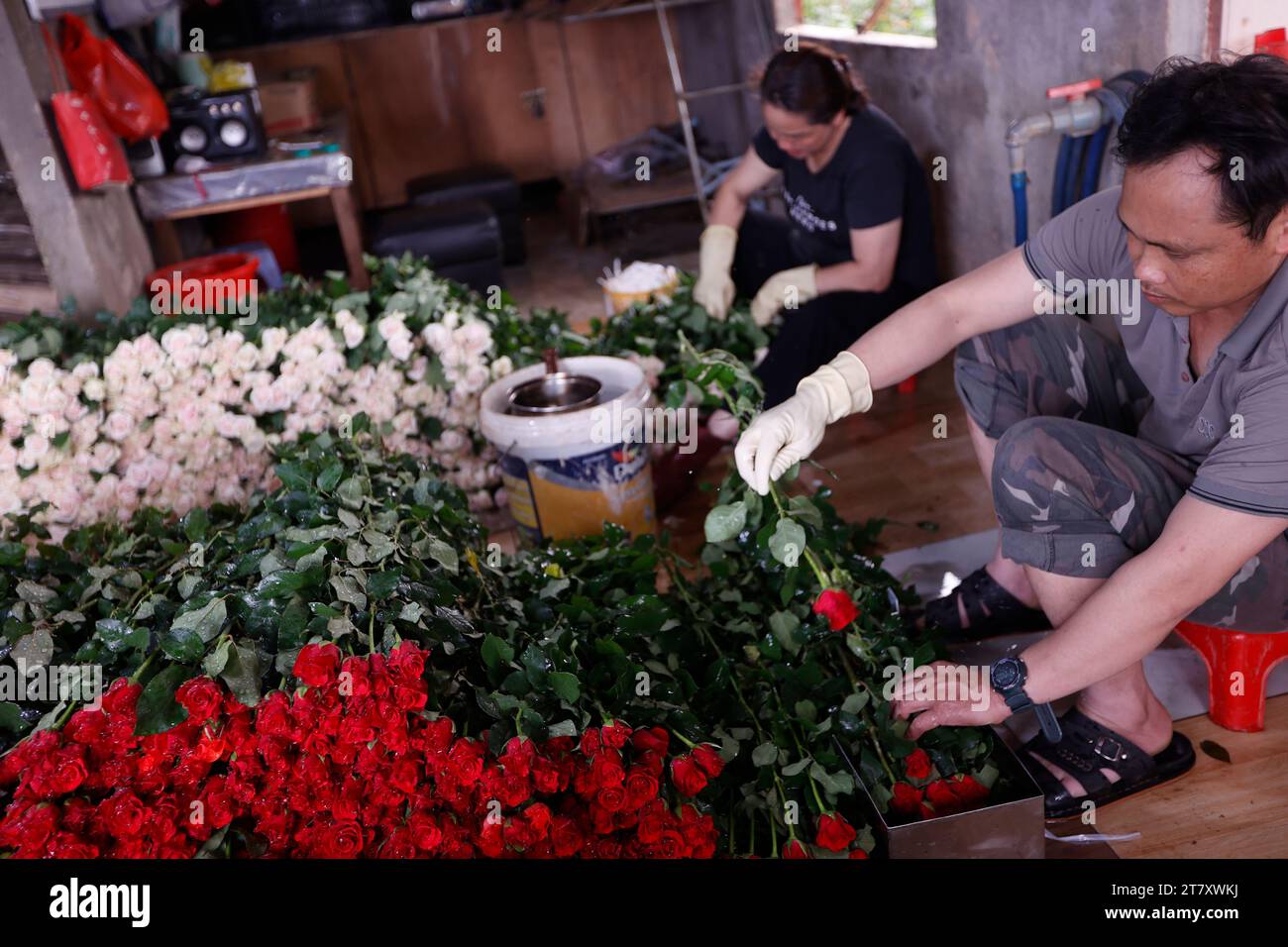 Homme au travail en horticulture, usine de fleurs, production de roses, Dalat, Vietnam, Indochine, Asie du Sud-est, Asie Banque D'Images