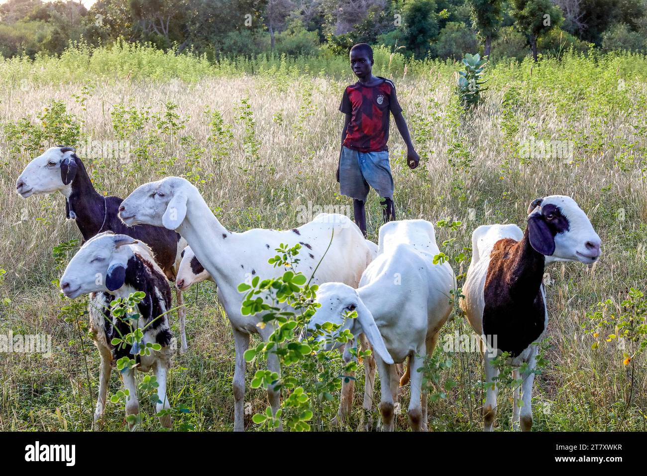Garçon s'occupant de chèvres dans un village près de Fatick, Sénégal, Afrique de l'Ouest, Afrique Banque D'Images