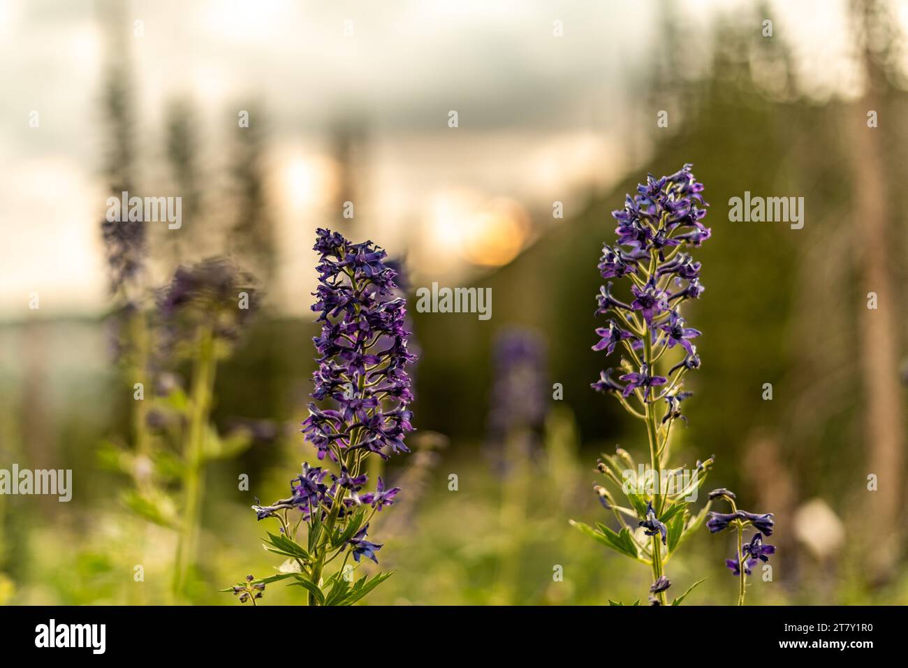 photos en plein air campant dans l'utah fleurs de plantes violettes Banque D'Images