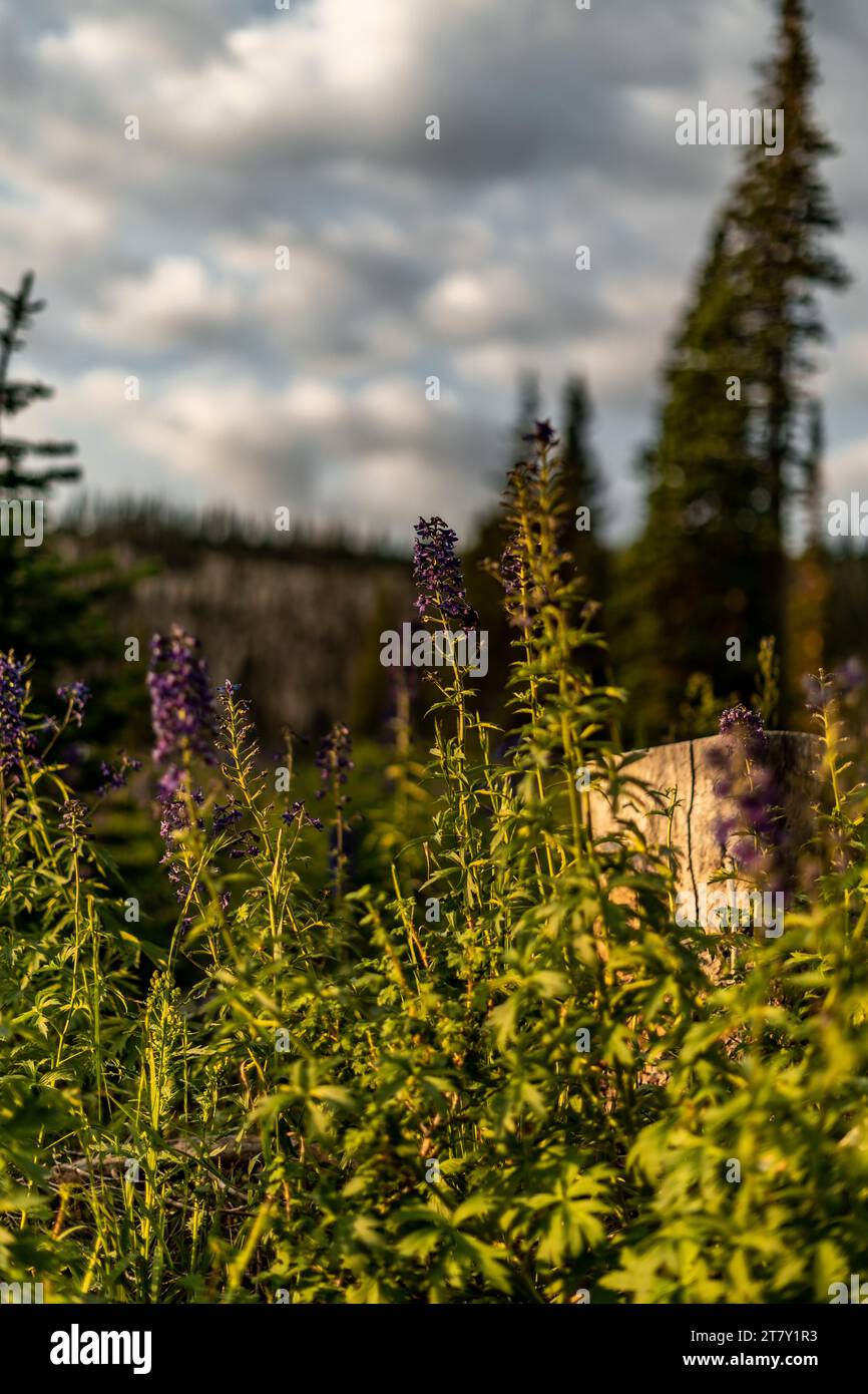 photos en plein air campant dans l'utah fleurs de plantes violettes Banque D'Images