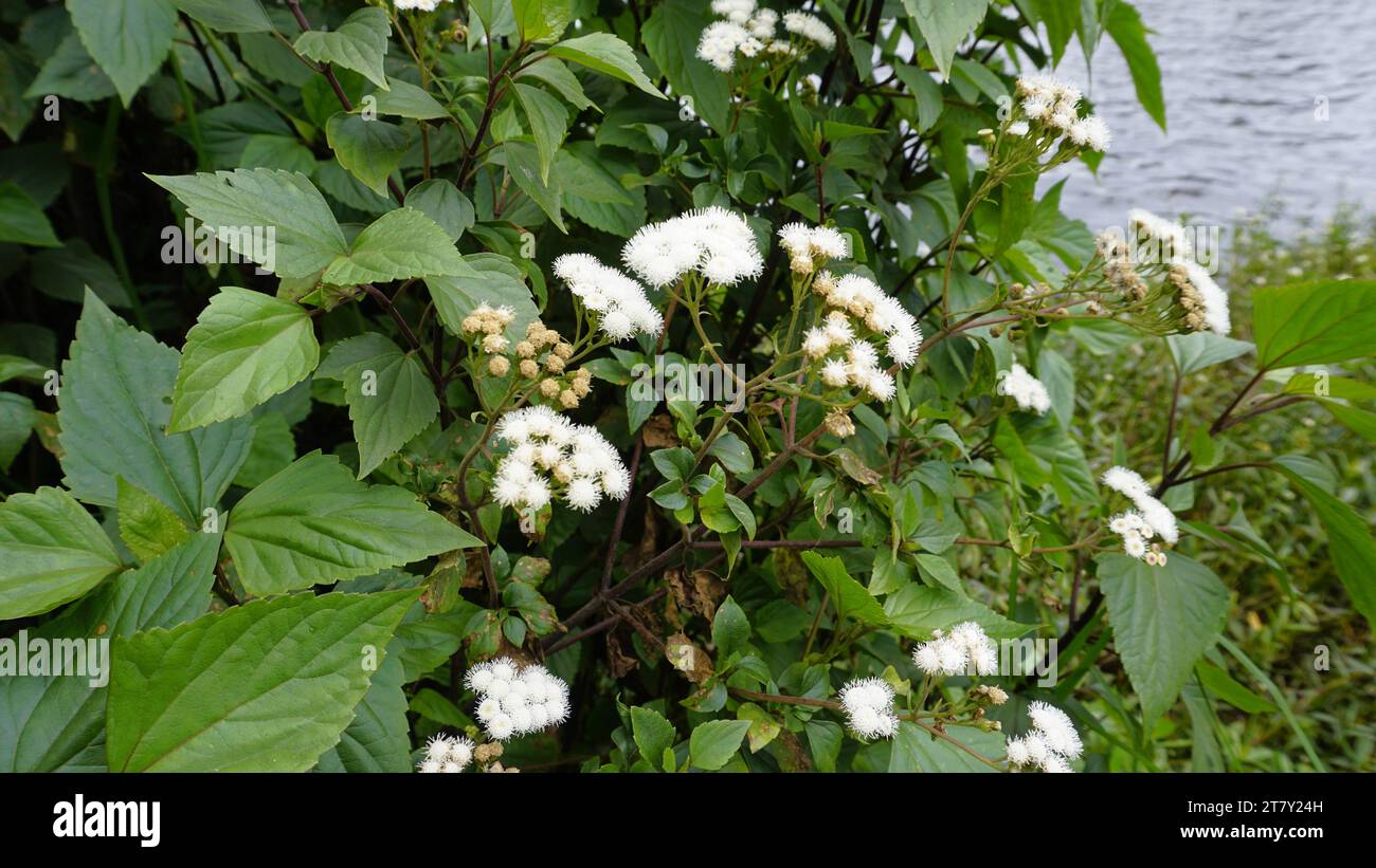 Fleurs blanches de Ageratina adenophora également connu sous le nom de Maui pamakani, diable mexicain, Snakeroot collant, Catweed, Weed Crofton, Catspaw, White Thoroughwort Banque D'Images