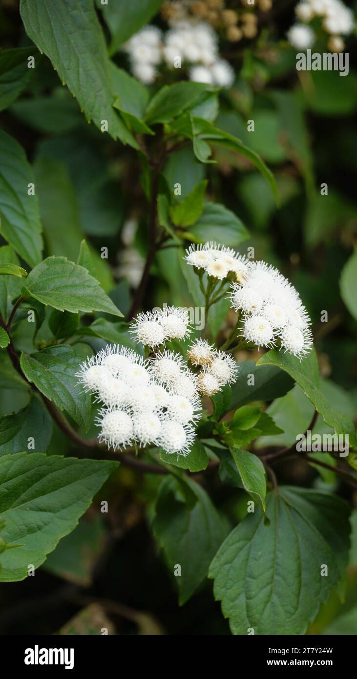 Fleurs blanches de Ageratina adenophora également connu sous le nom de Maui pamakani, diable mexicain, Snakeroot collant, Catweed, Weed Crofton, Catspaw, White Thoroughwort Banque D'Images