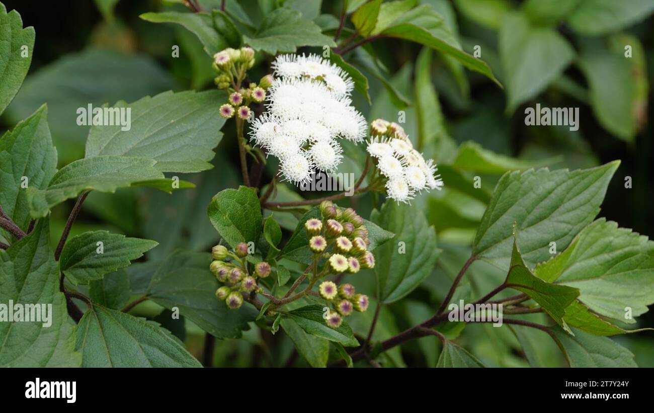 Fleurs blanches de Ageratina adenophora également connu sous le nom de Maui pamakani, diable mexicain, Snakeroot collant, Catweed, Weed Crofton, Catspaw, White Thoroughwort Banque D'Images