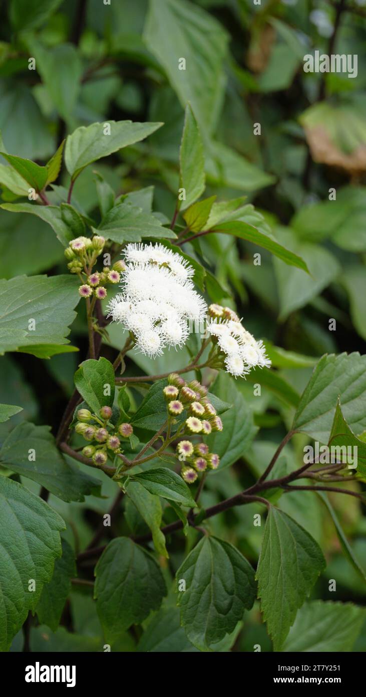 Fleurs blanches de Ageratina adenophora également connu sous le nom de Maui pamakani, diable mexicain, Snakeroot collant, Catweed, Weed Crofton, Catspaw, White Thoroughwort Banque D'Images