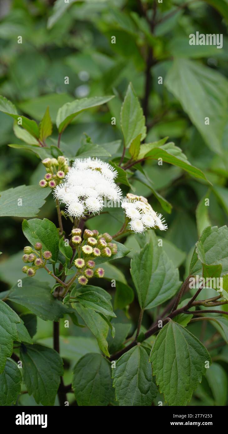 Fleurs blanches de Ageratina adenophora également connu sous le nom de Maui pamakani, diable mexicain, Snakeroot collant, Catweed, Weed Crofton, Catspaw, White Thoroughwort Banque D'Images