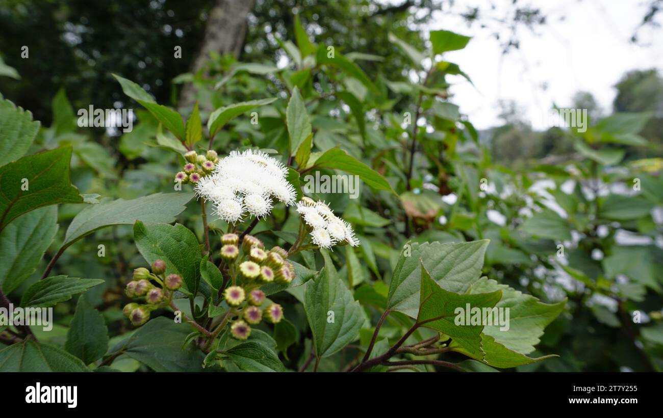 Fleurs blanches de Ageratina adenophora également connu sous le nom de Maui pamakani, diable mexicain, Snakeroot collant, Catweed, Weed Crofton, Catspaw, White Thoroughwort Banque D'Images