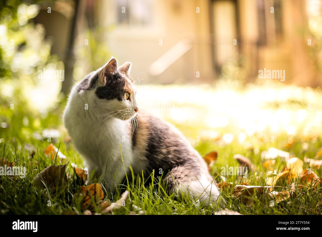 Calico Cat dans Sunny Backyard avec des feuilles tombées Banque D'Images